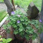 Il Ciabot Del Bosco Frassino (Cuneo)