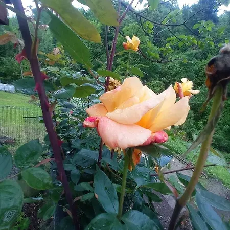 Il Ciabot Del Bosco בקתה