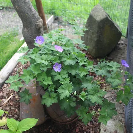 Il Ciabot Del Bosco Frassino (Cuneo)